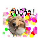 かわいいラフコリー（個別スタンプ：23）