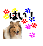 かわいいラフコリー（個別スタンプ：30）