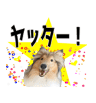 かわいいラフコリー（個別スタンプ：35）