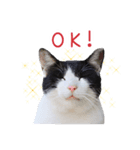 白黒猫写真スタンプ（個別スタンプ：1）