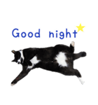 白黒猫写真スタンプ（個別スタンプ：6）