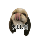 うちのげんさん（個別スタンプ：4）