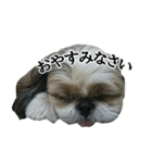 うちのげんさん（個別スタンプ：11）