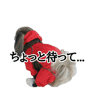 うちのげんさん（個別スタンプ：22）