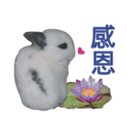 Rabbit and Cute Animals [Simplified ]（個別スタンプ：11）