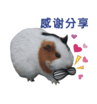 Rabbit and Cute Animals [Simplified ]（個別スタンプ：14）