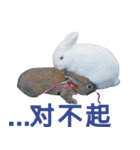 Rabbit and Cute Animals [Simplified ]（個別スタンプ：23）