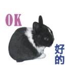 Rabbit and Cute Animals [Simplified ]（個別スタンプ：39）