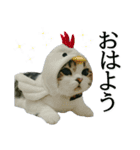 マンチカン〝のんちゃん〟の実写猫スタンプ（個別スタンプ：1）