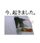 マンチカン〝のんちゃん〟の実写猫スタンプ（個別スタンプ：2）