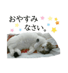 マンチカン〝のんちゃん〟の実写猫スタンプ（個別スタンプ：3）