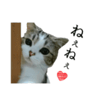 マンチカン〝のんちゃん〟の実写猫スタンプ（個別スタンプ：6）