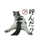 マンチカン〝のんちゃん〟の実写猫スタンプ（個別スタンプ：7）