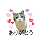 マンチカン〝のんちゃん〟の実写猫スタンプ（個別スタンプ：9）