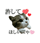 マンチカン〝のんちゃん〟の実写猫スタンプ（個別スタンプ：10）