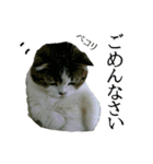 マンチカン〝のんちゃん〟の実写猫スタンプ（個別スタンプ：11）