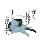 マンチカン〝のんちゃん〟の実写猫スタンプ（個別スタンプ：12）