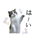 マンチカン〝のんちゃん〟の実写猫スタンプ（個別スタンプ：13）