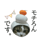 マンチカン〝のんちゃん〟の実写猫スタンプ（個別スタンプ：14）