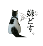 マンチカン〝のんちゃん〟の実写猫スタンプ（個別スタンプ：15）
