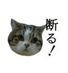 マンチカン〝のんちゃん〟の実写猫スタンプ（個別スタンプ：16）