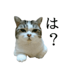 マンチカン〝のんちゃん〟の実写猫スタンプ（個別スタンプ：18）