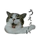 マンチカン〝のんちゃん〟の実写猫スタンプ（個別スタンプ：21）