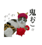 マンチカン〝のんちゃん〟の実写猫スタンプ（個別スタンプ：22）