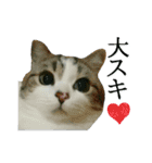マンチカン〝のんちゃん〟の実写猫スタンプ（個別スタンプ：24）