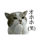 マンチカン〝のんちゃん〟の実写猫スタンプ（個別スタンプ：25）