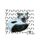 マンチカン〝のんちゃん〟の実写猫スタンプ（個別スタンプ：26）