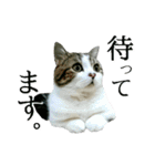 マンチカン〝のんちゃん〟の実写猫スタンプ（個別スタンプ：27）