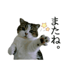マンチカン〝のんちゃん〟の実写猫スタンプ（個別スタンプ：28）
