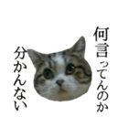 マンチカン〝のんちゃん〟の実写猫スタンプ（個別スタンプ：29）