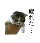 マンチカン〝のんちゃん〟の実写猫スタンプ（個別スタンプ：30）