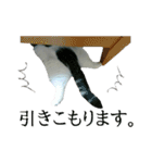 マンチカン〝のんちゃん〟の実写猫スタンプ（個別スタンプ：31）