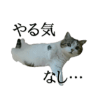 マンチカン〝のんちゃん〟の実写猫スタンプ（個別スタンプ：32）
