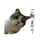 マンチカン〝のんちゃん〟の実写猫スタンプ（個別スタンプ：33）