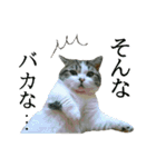 マンチカン〝のんちゃん〟の実写猫スタンプ（個別スタンプ：35）