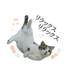 マンチカン〝のんちゃん〟の実写猫スタンプ（個別スタンプ：36）