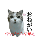マンチカン〝のんちゃん〟の実写猫スタンプ（個別スタンプ：38）