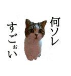マンチカン〝のんちゃん〟の実写猫スタンプ（個別スタンプ：39）