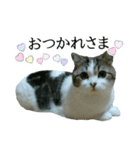 マンチカン〝のんちゃん〟の実写猫スタンプ（個別スタンプ：40）