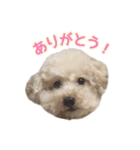 一平とまぁ坊（個別スタンプ：1）