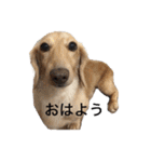 スーとマメと動物たち（個別スタンプ：3）