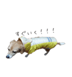 スーとマメと動物たち（個別スタンプ：7）
