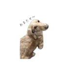 スーとマメと動物たち（個別スタンプ：10）