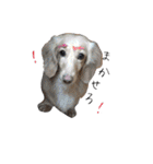スーとマメと動物たち（個別スタンプ：15）