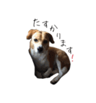 スーとマメと動物たち（個別スタンプ：19）