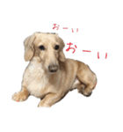 スーとマメと動物たち（個別スタンプ：21）